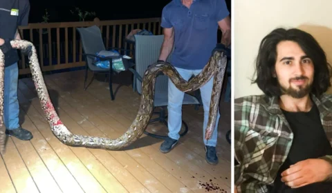 Homem morre asfixiado após cobra de estimação se enroscar no seu pescoço, nos EUA