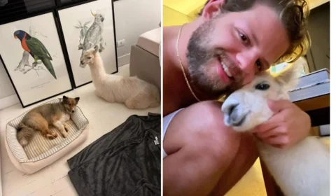 Empresário adota lhama como animal de estimação no Paraná