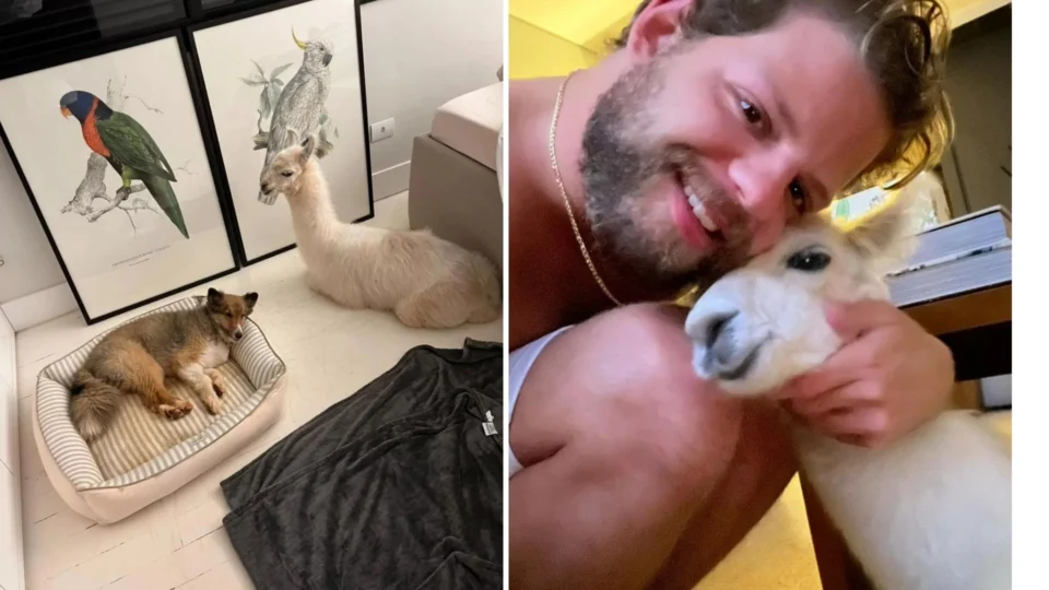 Empresário adota lhama como animal de estimação no Paraná