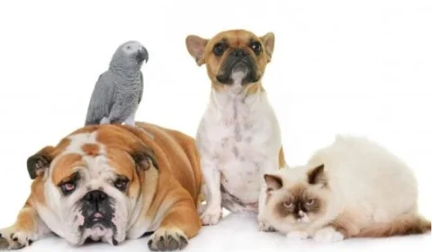 Pesquisadores acreditam que animais sonham igual ao ser humano; entenda teoria