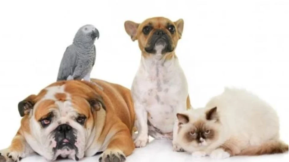 Pesquisadores acreditam que animais sonham igual ao ser humano; entenda teoria