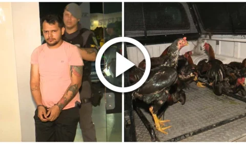 VÍDEO: polícia acaba com rinha de galos em comunidade rural da Zona Leste de Manaus
