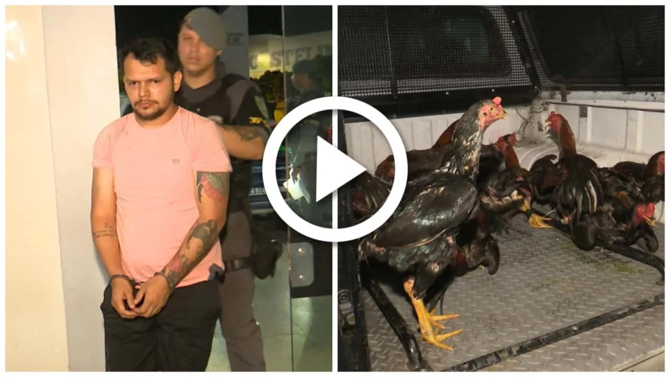 VÍDEO: polícia acaba com rinha de galos em comunidade rural da Zona Leste de Manaus