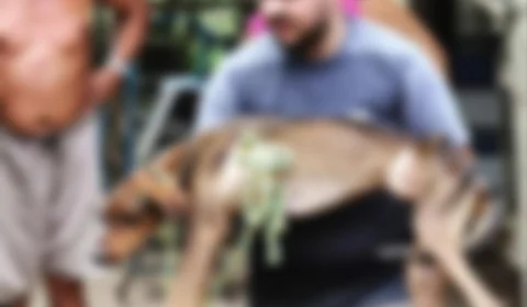 Manaus registra crescimento de mais de 131% de denúncias de maus-tratos a animais