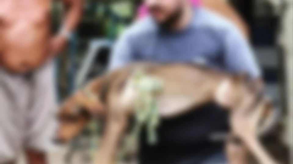 Manaus registra crescimento de mais de 131% de denúncias de maus-tratos a animais