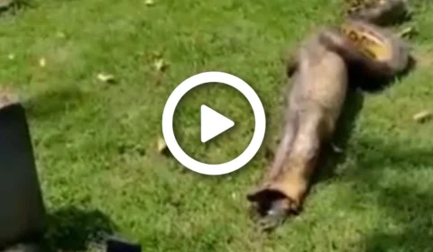 VÍDEO: cobra é flagrada engolindo jacaré em praça na Zona Oeste de Manaus