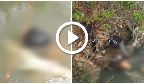 VÍDEO: corpo de homem é encontrado boiando em igarapé na Zona Oeste de Manaus