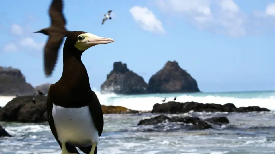 Em Pernambuco, Fernando de Noronha proíbe entrada de animais domésticos e exóticos para proteger espécies da região