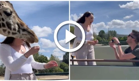 VÍDEO: girafa atrapalha pedido de casamento, em Safari no México