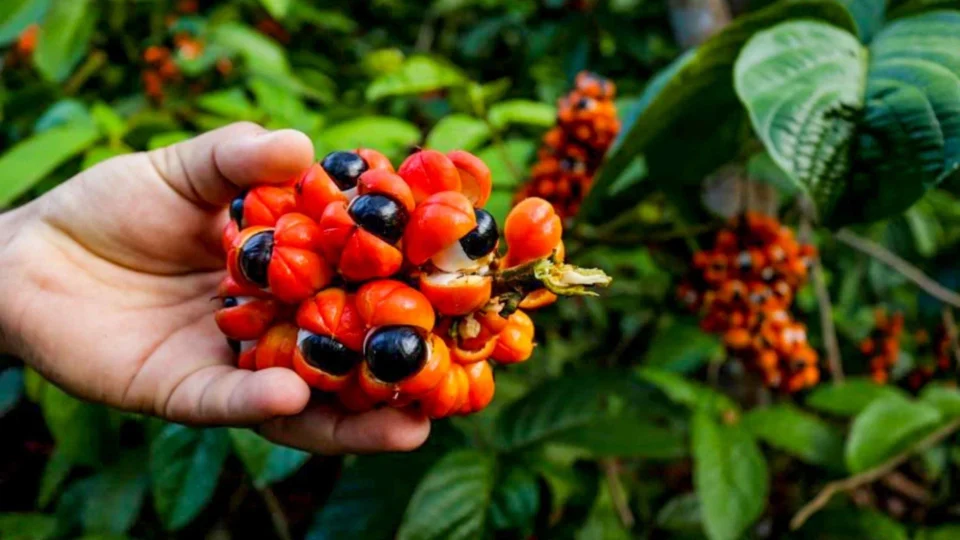 Fórmula com extrato de guaraná promete controlar oleosidade da pele e cabelos