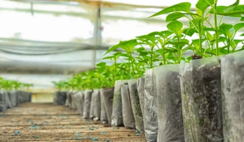 Em Manaus, Semana do Meio Ambiente terá programação gratuita para incentivar a conservação da Amazônia