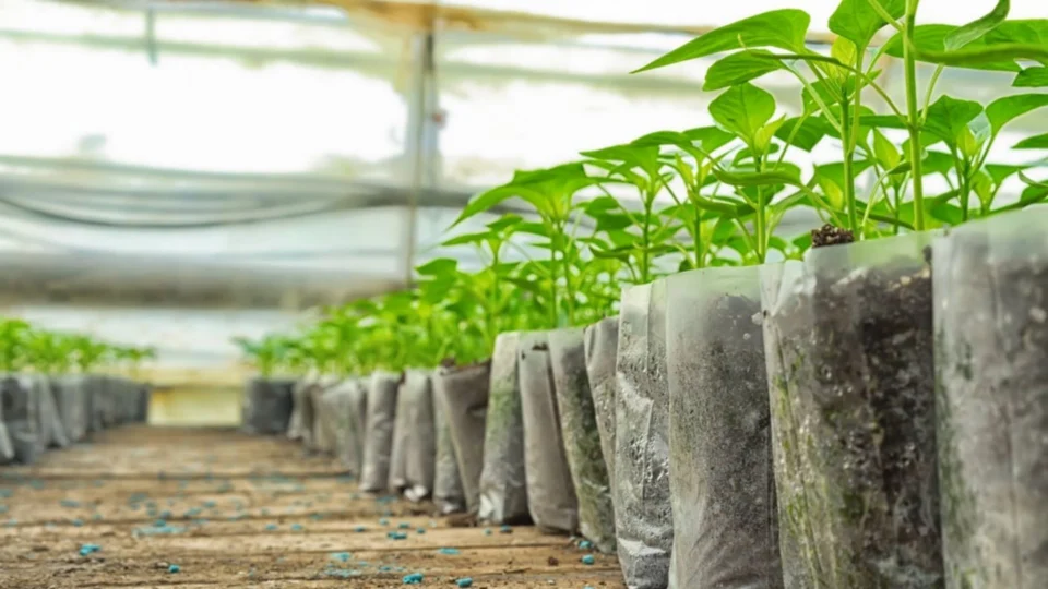 Em Manaus, Semana do Meio Ambiente terá programação gratuita para incentivar a conservação da Amazônia