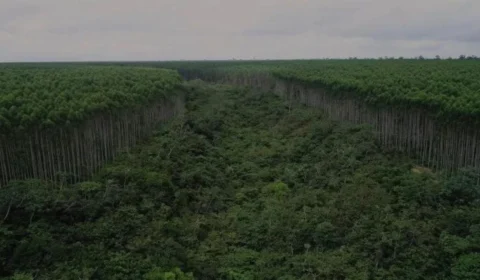 Pesquisa inédita aponta que maior parte das áreas em regeneração na Amazônia está em locais de difícil plantio de grãos