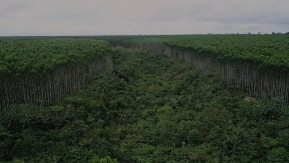 Pesquisa inédita aponta que maior parte das áreas em regeneração na Amazônia está em locais de difícil plantio de grãos