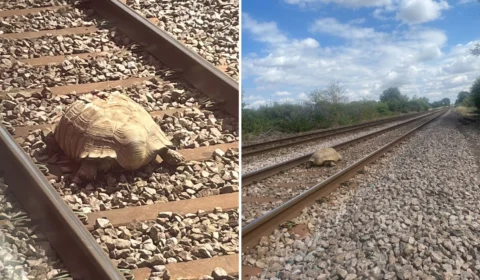 Tartaruga africana de 50 kg bloqueia linha ferroviária na Inglaterra