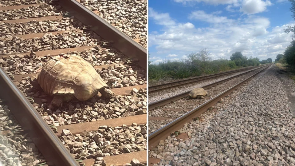 Tartaruga africana de 50 kg bloqueia linha ferroviária na Inglaterra