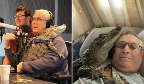 Jacaré vira animal de estimação de marceneiro dos EUA; veja fotos