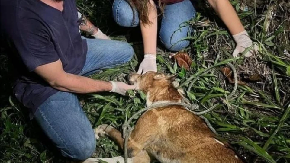 Vídeo: suspeito de ter amarrado e arrastado cachorro em carro é localizado em Manaus