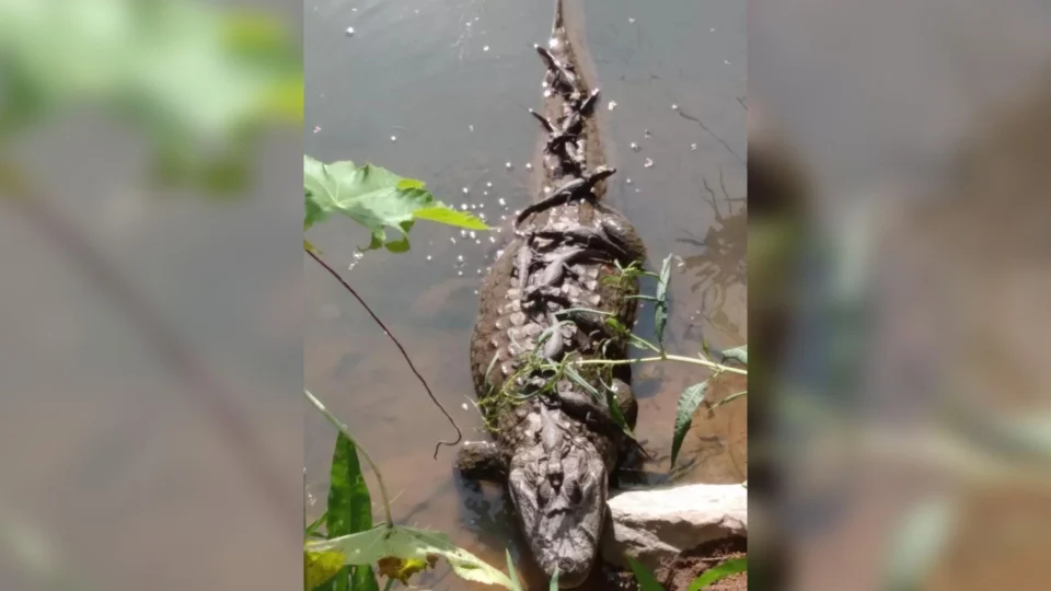 FOTOS: mamãe jacaré viraliza ao tomar banho de sol com seus filhotes, em BH