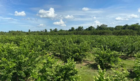 Estudo avalia inovações e boas práticas para o agronegócio citros no AM