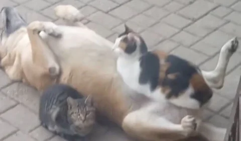 VÍDEO: imagem de gato deitado em cima de cachorro recebe mais de 2 milhões de visualizações na internet