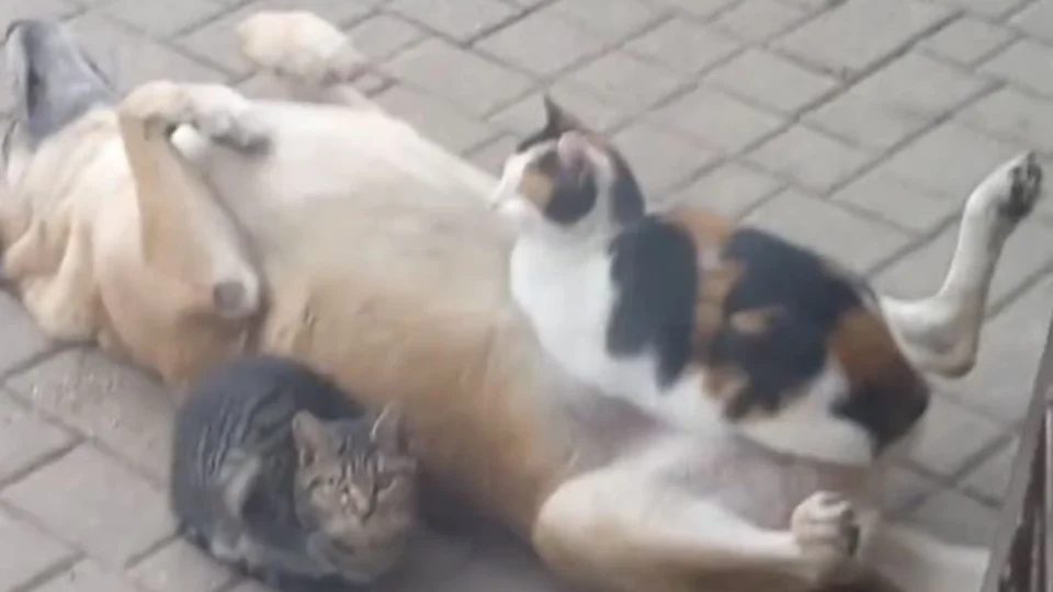 VÍDEO: imagem de gato deitado em cima de cachorro recebe mais de 2 milhões de visualizações na internet