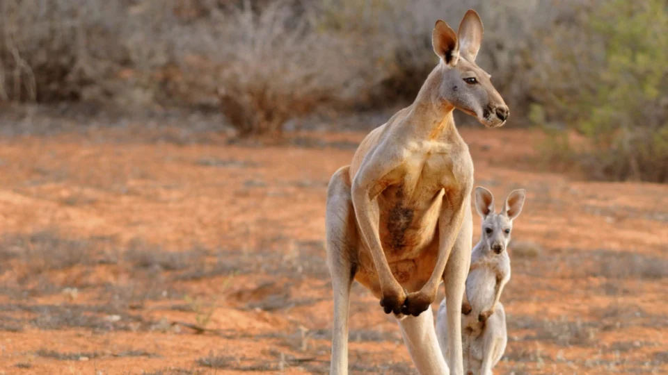 Idoso é morto por canguru que mantinha como animal de estimação, na Austrália