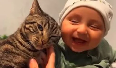 VÍDEO: encontro entre gato e bebê atinge mais de 2 milhões de curtidas em rede social