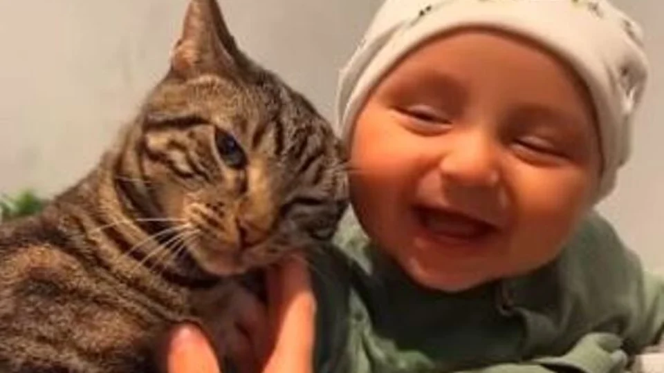 VÍDEO: encontro entre gato e bebê atinge mais de 2 milhões de curtidas em rede social