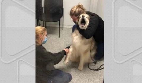 VÍDEO: Husky siberiano viraliza na internet após fazer ‘drama’ em coleta de sangue ￼