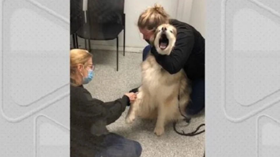 VÍDEO: Husky siberiano viraliza na internet após fazer ‘drama’ em coleta de sangue ￼
