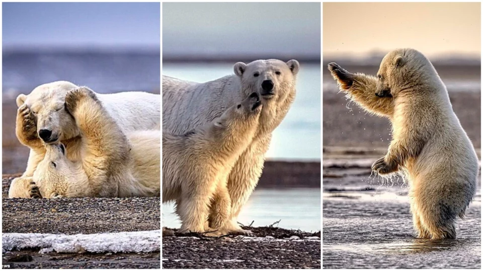 Fotógrafo canadense capta imagens surpreendentes de ursos no oceano Ártico