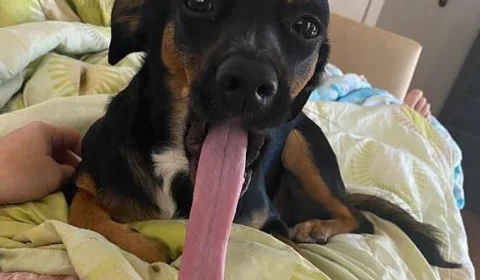 Tamanho da língua de cachorro chama atenção de internautas, em Brasília