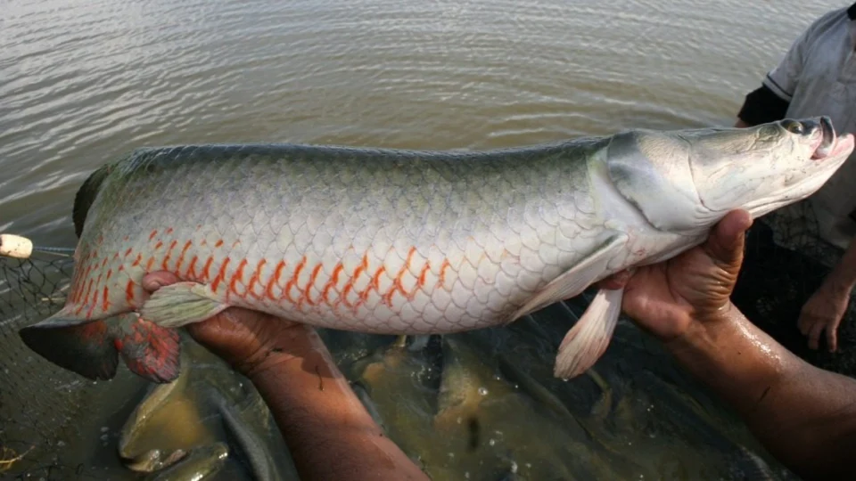 Pesquisa usa resíduos de peixes para produção de colágenos e gelatinas no AM