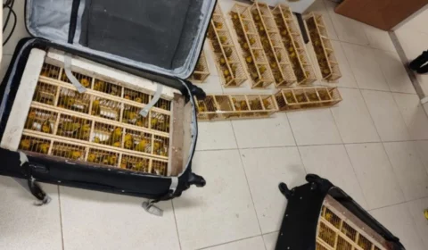 Homem é preso com 235 aves silvestres dentro de malas no Aeroporto de Boa Vista