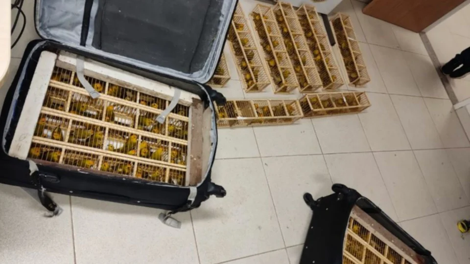Homem é preso com 235 aves silvestres dentro de malas no Aeroporto de Boa Vista