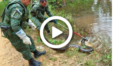 VÍDEO: em Manaus, visitantes do Passeio do Mindu se deparam com sucuri de cinco metros em igarapé