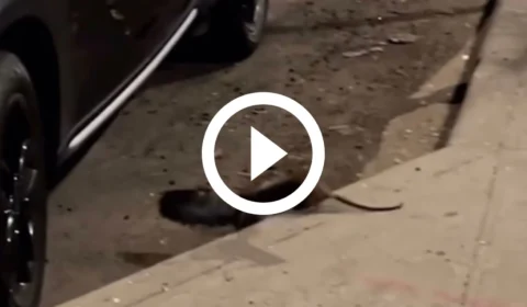 VÍDEO: rato ataca pombo e arrasta animal para debaixo de carro em NY