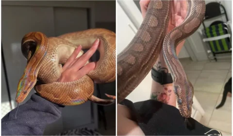 Jiboia arco-íris ‘foge’ de apartamento e dona aguarda imagens de câmeras de segurança do prédio para localizar animal, em SP