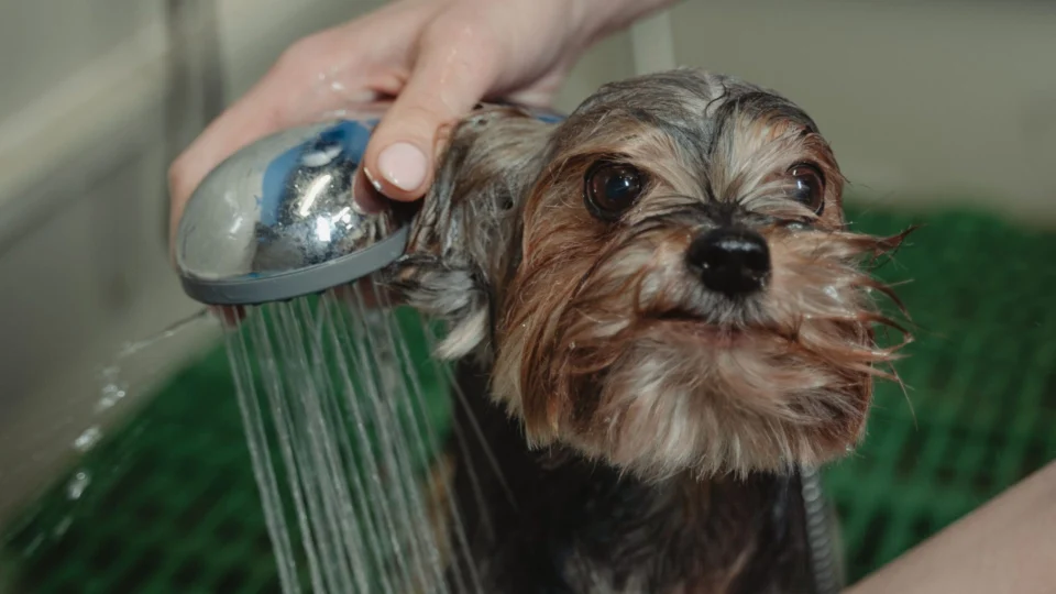 Encerra neste domingo (07/08) a pré-inscrição para curso de ‘Banho e Tosa para Pets’ em Manaus