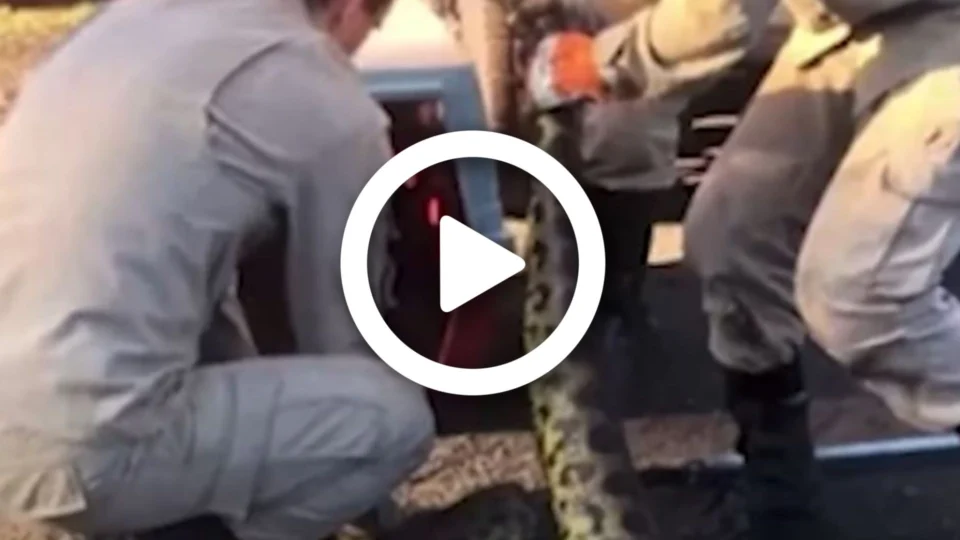 VÍDEO: após devorar cachorro, cobra de 4 metros é capturada em área de uma empresa no Mato Grosso do Sul