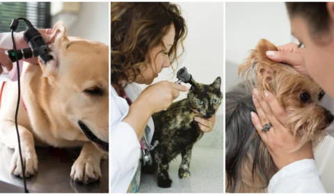 Otite nos pets: conheça causas e tratamentos para evitar o sofrimento do seu cão e gato