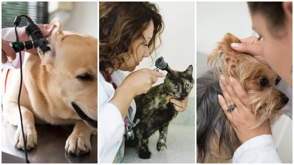 Otite nos pets: conheça causas e tratamentos para evitar o sofrimento do seu cão e gato
