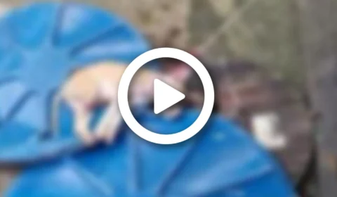 Vídeo: cão mantido debaixo de sol, chuva, sem comida e água é resgatado na Zona Norte de Manaus