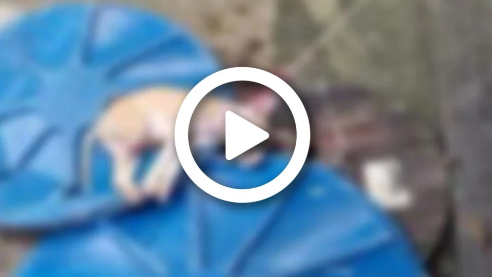 Vídeo: cão mantido debaixo de sol, chuva, sem comida e água é resgatado na Zona Norte de Manaus