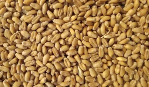 Ucrânia e Rússia assinam acordo para exportação de grãos