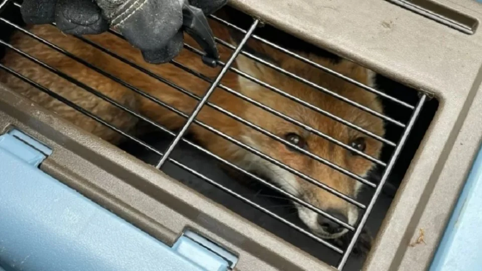 Após morder 9 pessoas, Raposa é sacrificada nos EUA