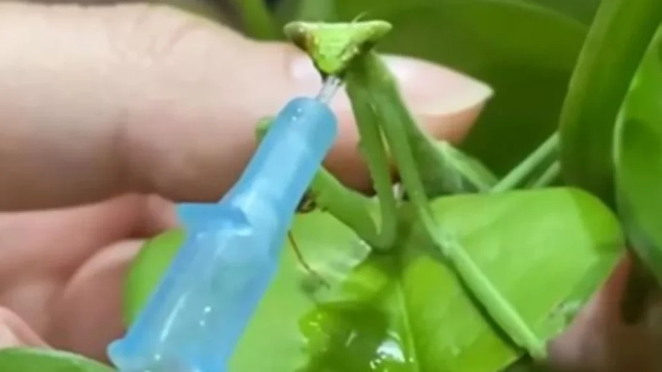 Morre a louva-a-deus Karla, que passou por cirurgia após romper abdômen