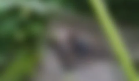 Corpo é encontrado em estado avançado de decomposição em matagal na Zona Leste de Manaus