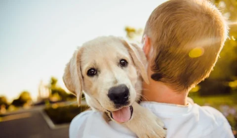 Após separação, STJ vai decidir se ex deve pagar pensão alimentícia por cachorros
